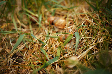 family of snails in green grass