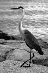 Great heron standy at jetty background