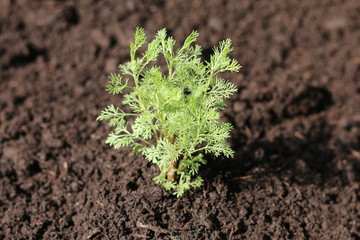 Artemisia abrotanum Coca cola