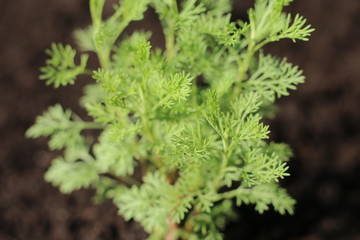 Artemisia abrotanum Coca cola