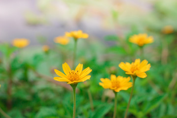 Beautiful yellow daisy flowers, little yellow star.