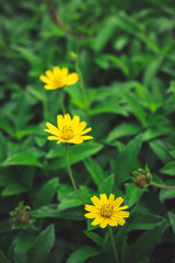 Beautiful yellow daisy flowers, little yellow star.