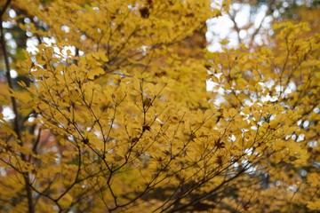 紅葉