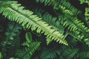 Fototapeta na wymiar Fern green growth in the tropical forests.