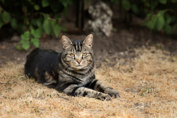 Naklejka na ściany i meble Close up of a tabby cat lying on dry grass
