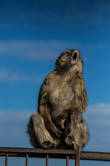 gaping monkey in gibraltar