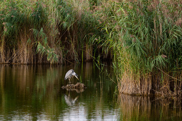 scratching heron