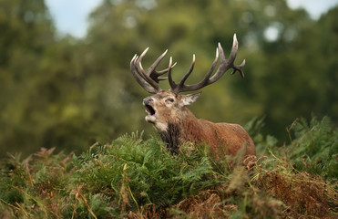 Naklejka na ściany i meble Red deer stag bellowing while standing in the ferns