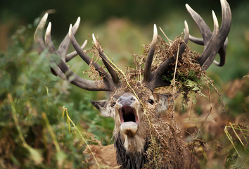 Close up of a red deer stag bellowing