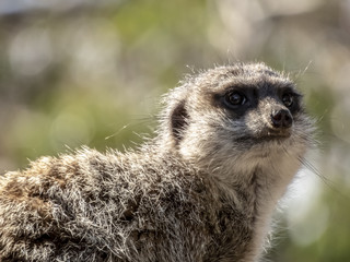 Fototapeta premium Meerkat