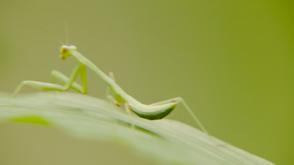 mantis are merge in natural. mantis standing on green leaf,