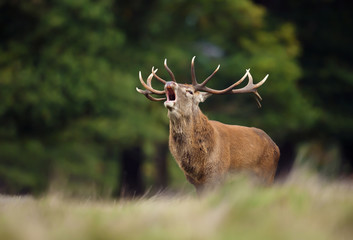 Red deer stag roaring during rutting season