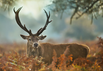 Close-up of a red deer stag with an injured ear