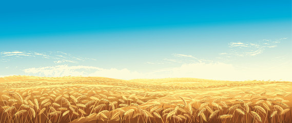 Rural landscape with wheat fields and green hills on background. Vector illustration. - obrazy, fototapety, plakaty