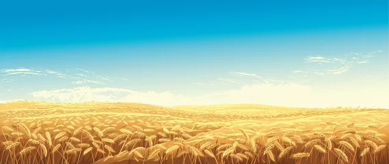 Kussenhoes Rural landscape with wheat fields and green hills on background. Vector illustration. © Rustic