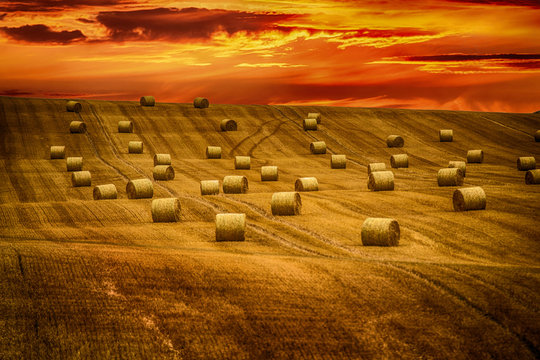 Cornfield In Red Sky At The Evening