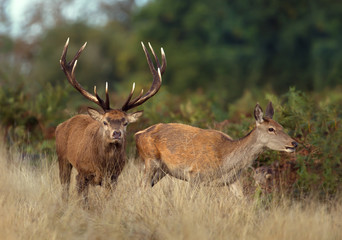 Red deer stag chasing after a hind