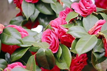 background of pink japanese camelia flowers