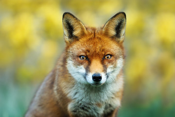 Close up of a red fox against yellow background