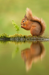 Reflection of a red squirrel © giedriius