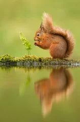 Foto op Canvas Weerspiegeling van een rode eekhoorn © giedriius