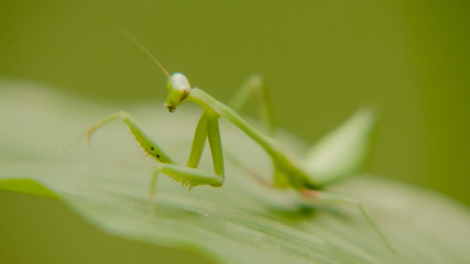 mantis standing on green leaf, little hunter of nature