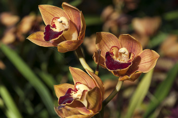 Sydney Australia, close-up of orange or brown orchid flowers 