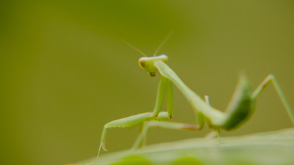 a mantis, a mantis on a leaf of raspberries