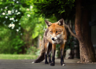 Close-up of a Red fox standing on the patio decking