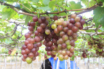 Vietnamese grape in farm