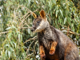Cute rock wallaby