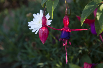 Sydney Australia, purple and pink fuchsia flower and bud in garden with white flowers
