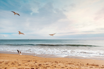 Fototapeta na wymiar Gulls flying whirling over the seashore at sunset, beautiful bright landscape