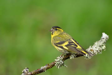 Close up of Eurasian siskin perching on a branch