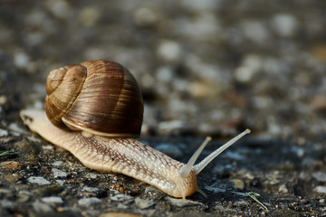 Schnecke kriecht auf einer Straße
