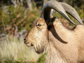Tahr