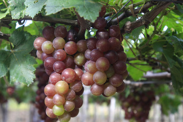 Vietnamese grape in farm