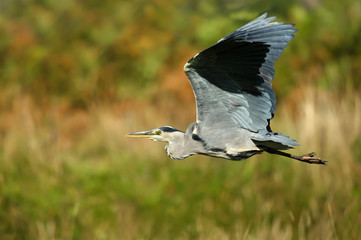 Close up of Grey heron in flight