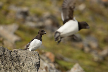 Little auk in southern Spitsbergen.