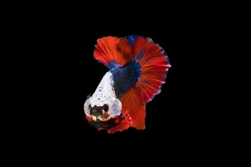 Gordijnen The moving moment beautiful of siamese betta fighting fish in thailand on black background.  © Soonthorn
