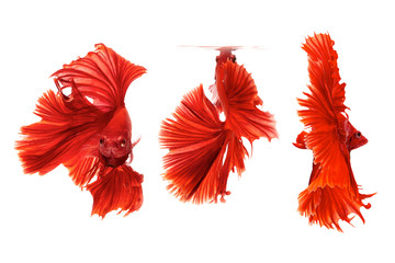 The moving moment beautiful of red siamese betta fighting fish in thailand on isolated white...