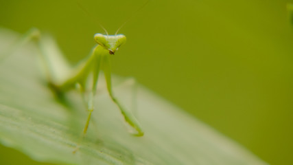 macro shot of green mantis in nature, mantis standing