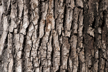 Sydney Australia, closeup of textured tree bark