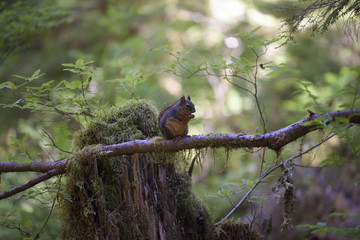 Douglas Squirrel along the Heart 'o the Forest Trail, Olympic National Park, Washington