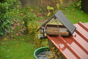 Buntspecht zu Besuch im Garten