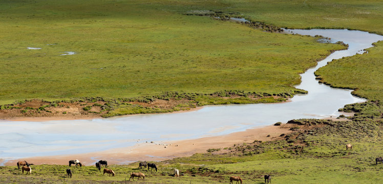 Iceland horses in a paceful land