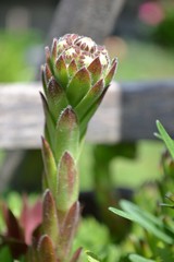 Hauswurz Bl&uuml;te Nahaufnahme