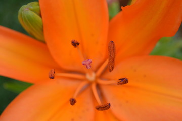 Nahaufnahme einer orangen Lilienbl&uuml;te