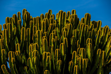 cactus plant against blue sky