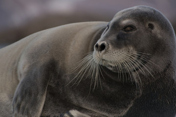 Fototapeta premium Harp seal on grauler.